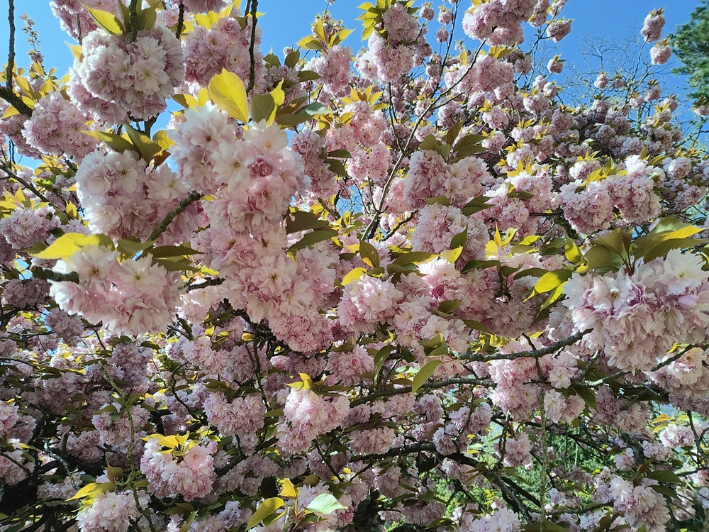 IMG_20230419_154810689_HDR.jpg