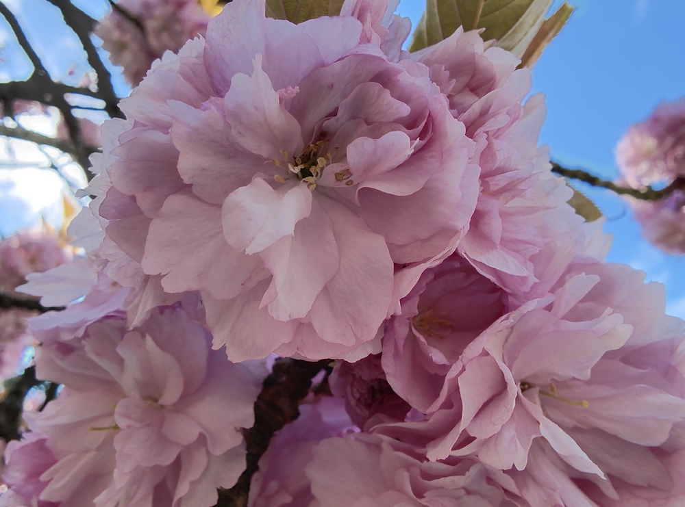 IMG_20230419_161418575_HDR.jpg