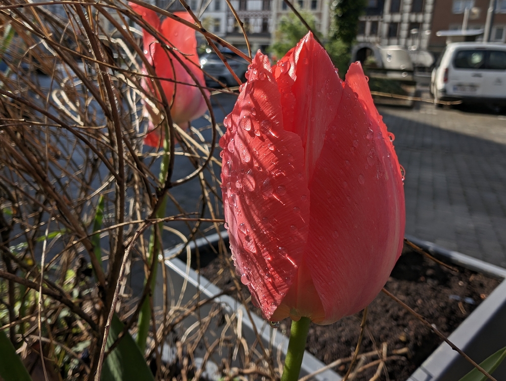 PXL_20240404_142814150.RAW-01.COVER.jpg