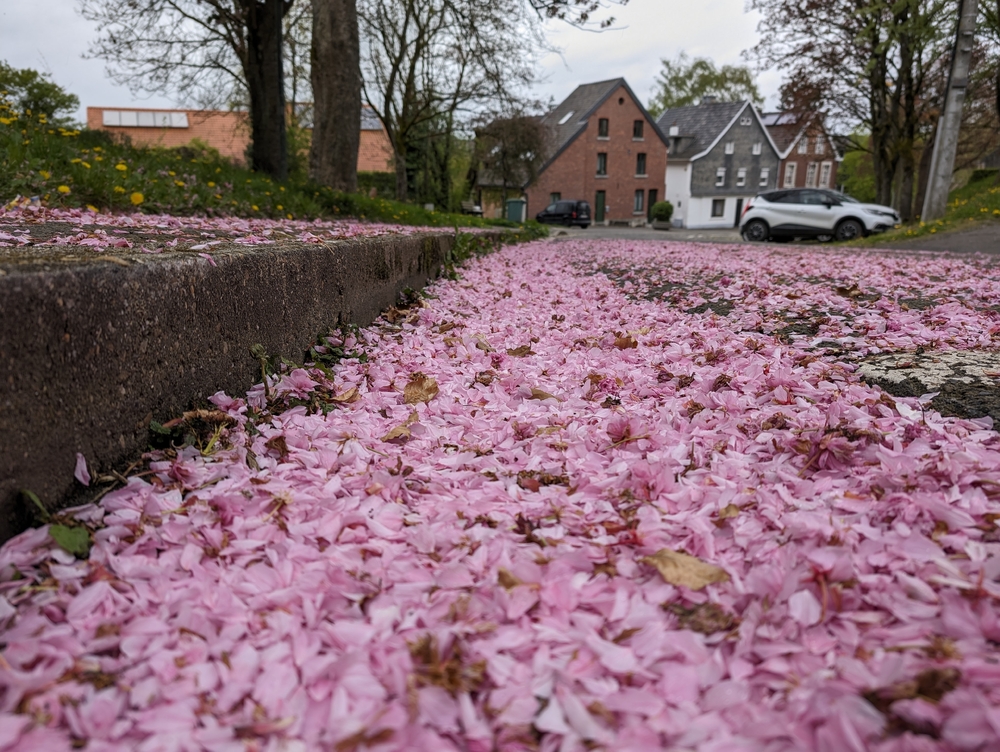 PXL_20240415_134503664.RAW-01.COVER.jpg