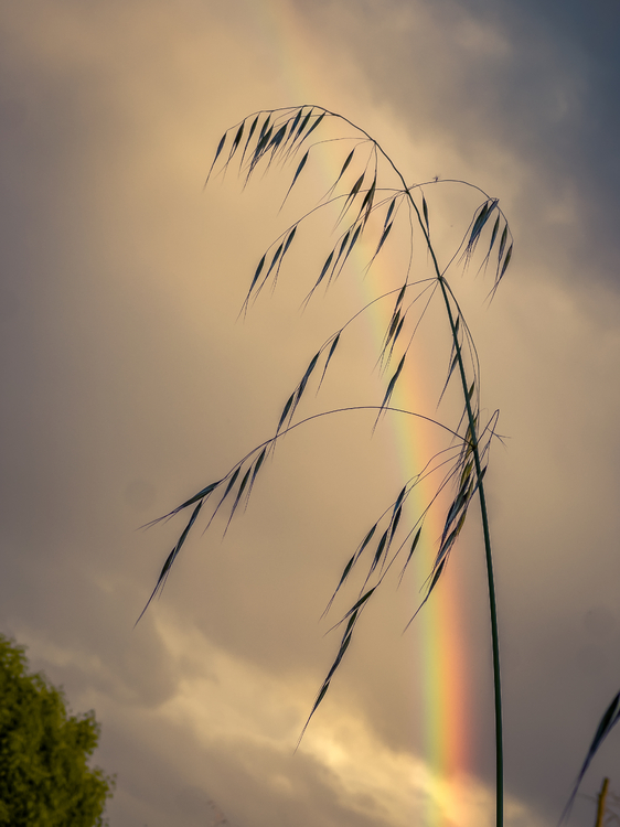 IMG_5309.jpeg