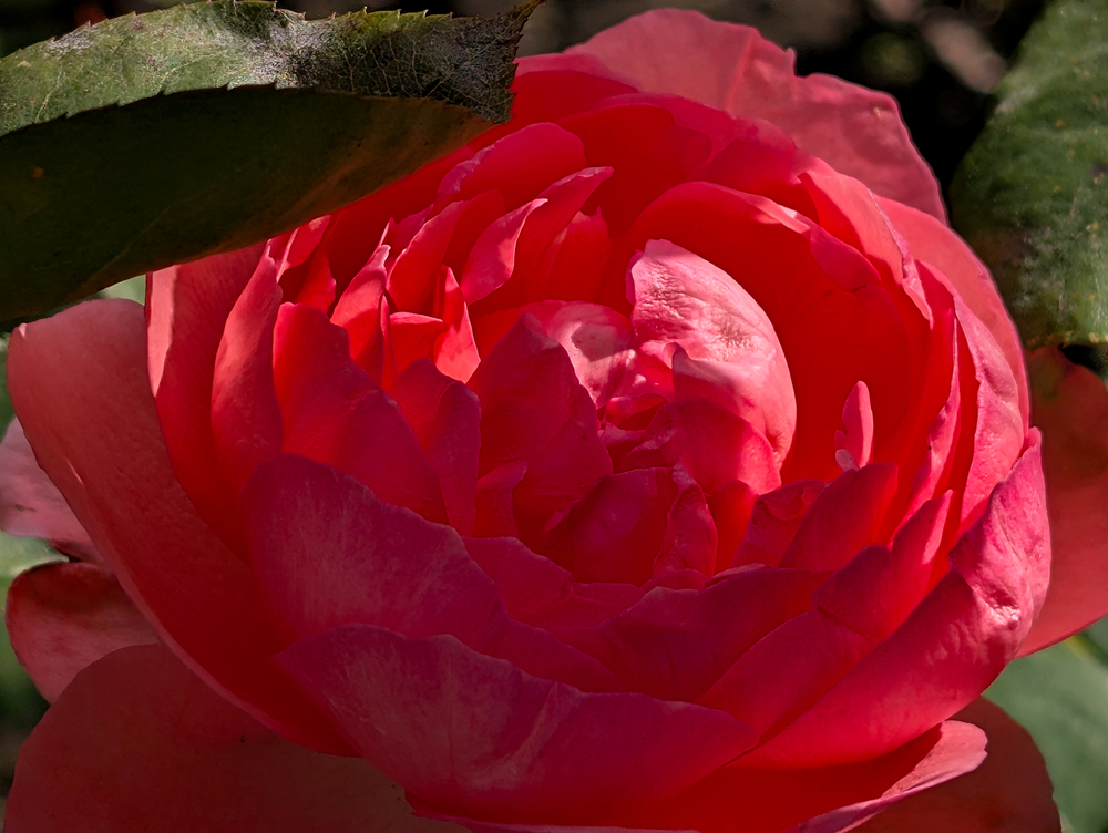 PXL_20241005_125053866 (1).jpg