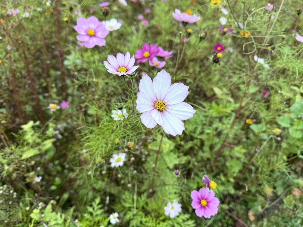 IMG_2965.jpeg