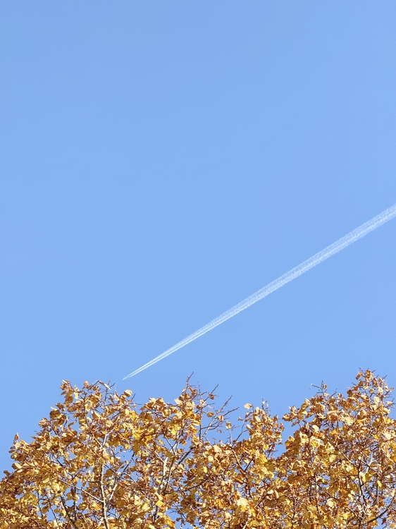 IMG_5100.jpeg