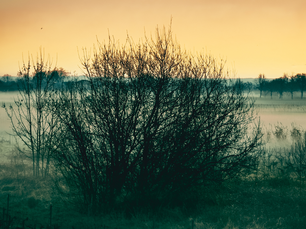 IMG_9222.jpeg