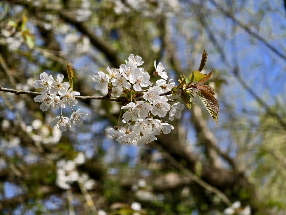 IMG_20250411_120358.jpg