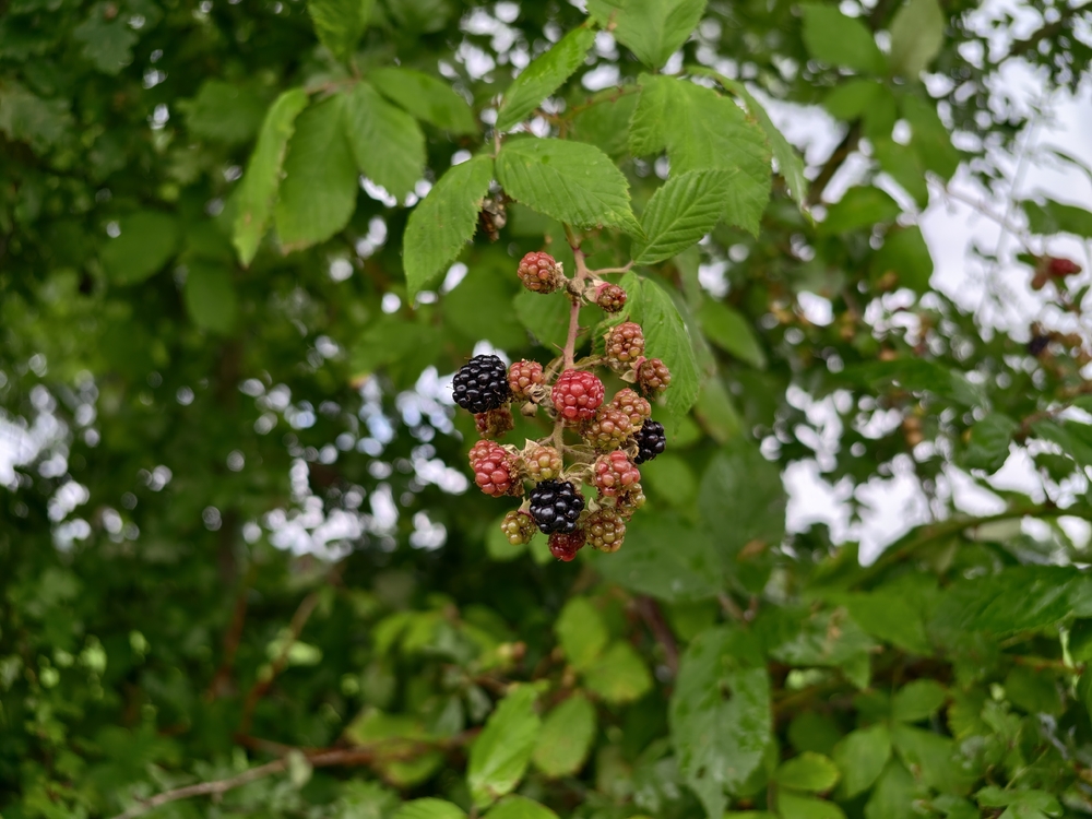 IMG_20250802_133646.jpg
