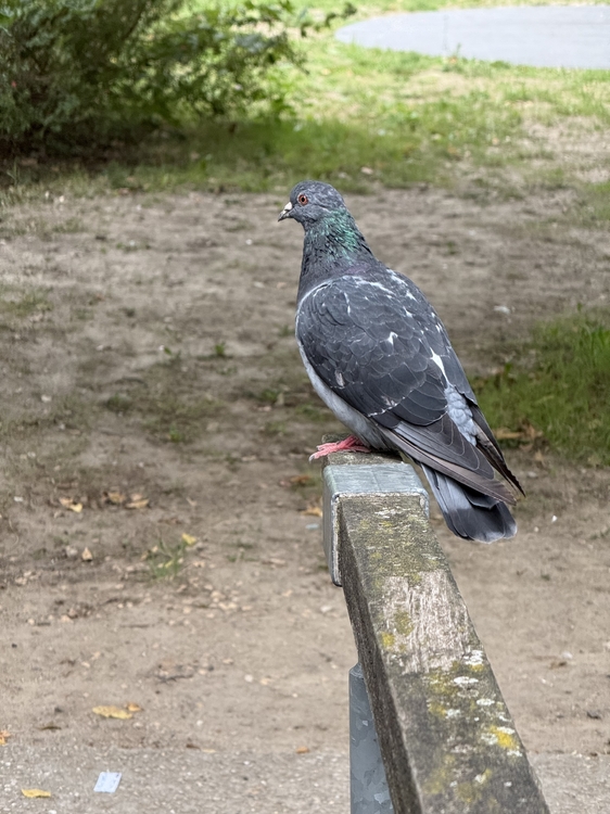IMG_0751.jpeg