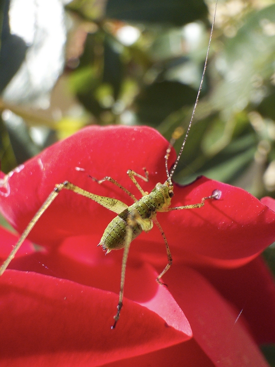 IMG_5706.jpeg