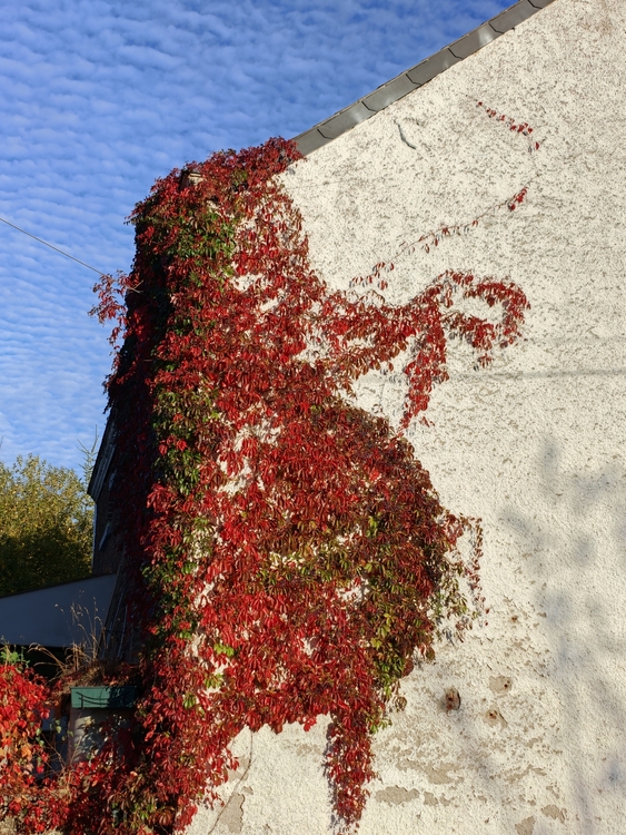 IMG20261006175223.thumb.jpg.8765107c1f0a15e5d4f9d2757e26ebc8.jpg